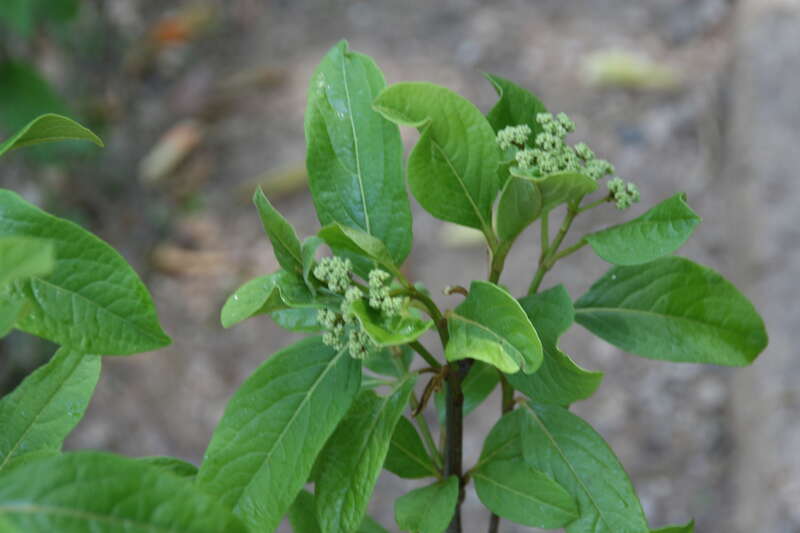 Location taken: Brookside Gardens, Maryland. Names: Viburnum nudum L., naked viburnum, Narrowleaf Witherod Viburnum, Possum Haw, Possumhaw, Possumhaw Viburnum, Smooth Withe-Rod, smooth witherod, Viburnum, wild raisin, Witherod, Witherod Viburnum,
