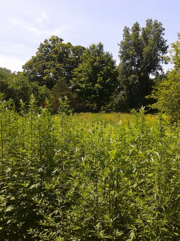 Weir Farm National Historic Site, 735 Nod Hill Road Wilton and Ridgefield