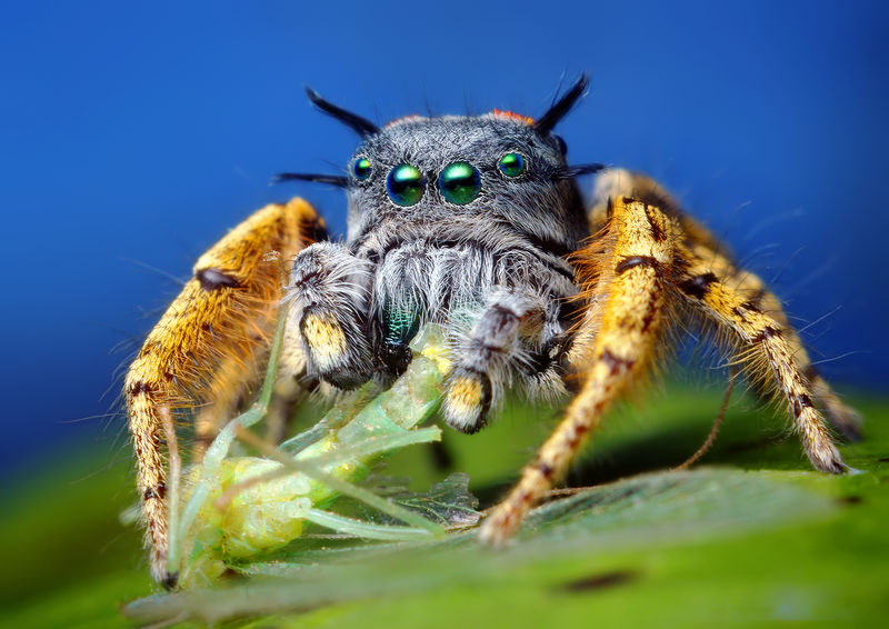 Click here for the video!
Here is yet another fantastically beautiful male Phidippus mystaceus – discovered once again by the same friend who spotted this guy while out bug-hunting with me last October. Bear in mind that I had spent a good three