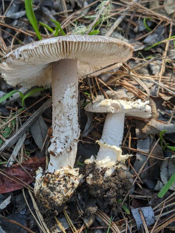 Protected Ringless Amanita (Amanita protecta)