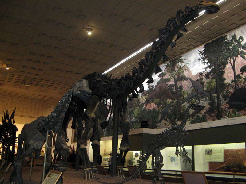 Apatosaurus and other dinosaurs in the Hall of Dinosaurs at the Peabody Museum at Yale University.  In the background you can see part of the Age of Reptiles mural, a fresco mural painted by Rudolph Zallinger to spruce up the place.