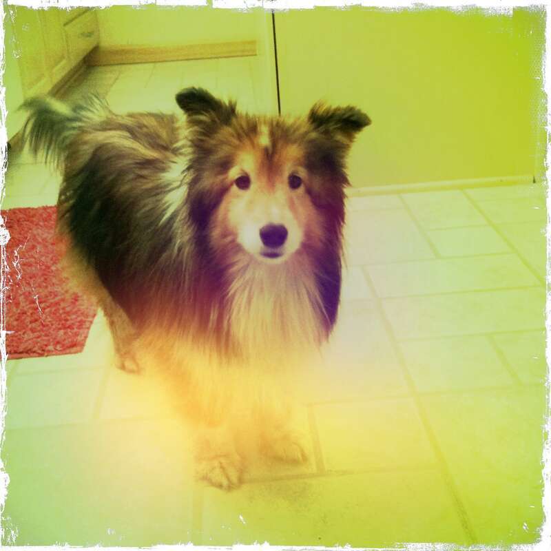 A sheltie.