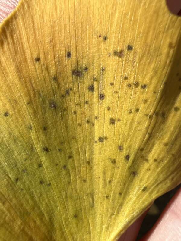 Ginkgo Spot (Bartheletia paradoxa)