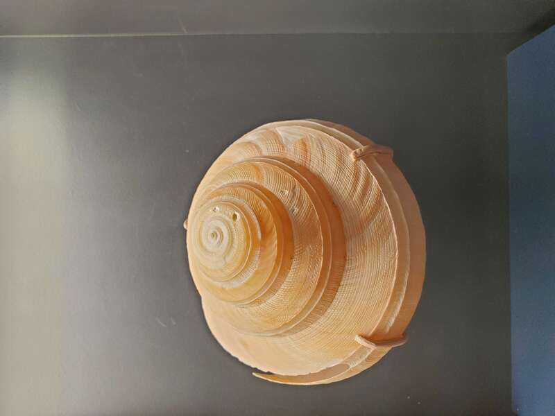 Bayerotrochus midas gastropod shell, Smithsonian