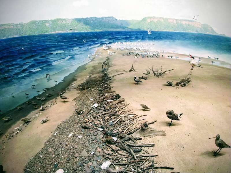 Exhibits and building at the newly opened Bell Museum of Natural History, Falcon Heights, Minnesota, on the University of Minnesota St. Paul campus.
