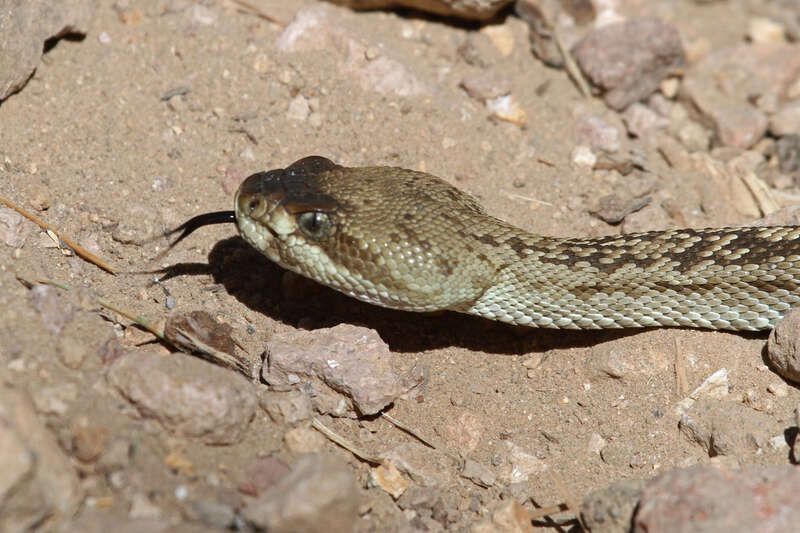 Black-tailed Rattlesnake