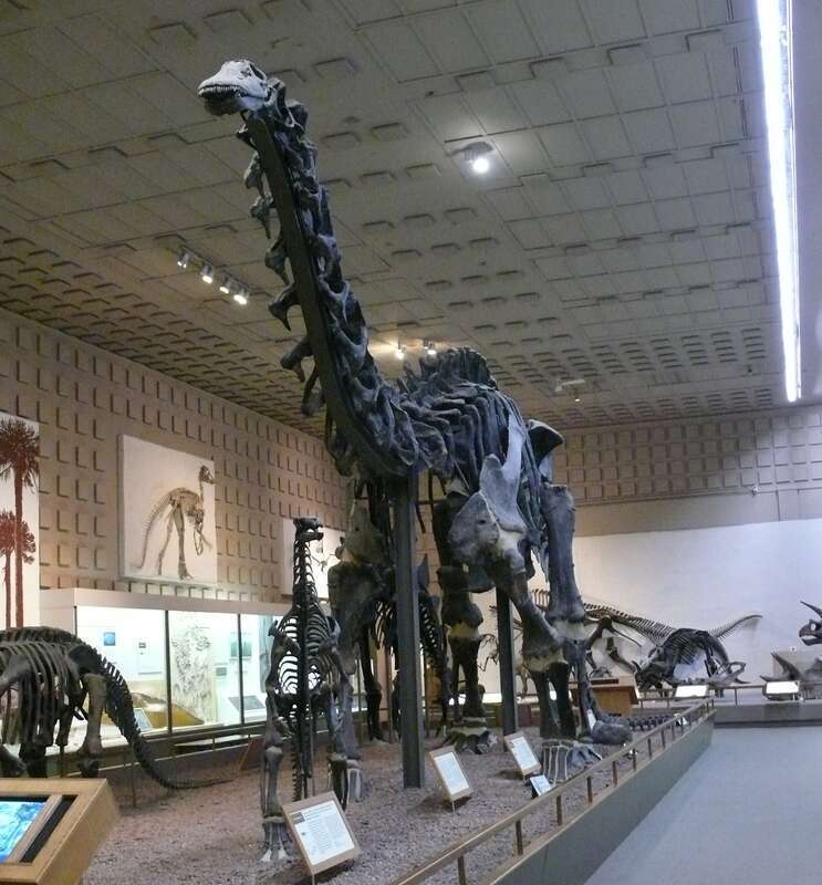 Brontosaurus excelsus in the Yale Peabody Museum of Natural History.
Brontosaurus excelsus
Inv no. YPM 1980 (holotype specimen of the species)
Discoverer William H. Reed 1879
Locality Como Bluff, Wyoming
Age Morrison Formatian, Jurassic period, 150