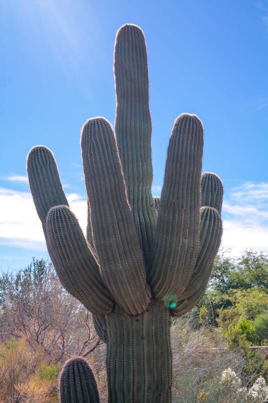 A cactus at the Desert Botanical Garden in the Phoenix metro area