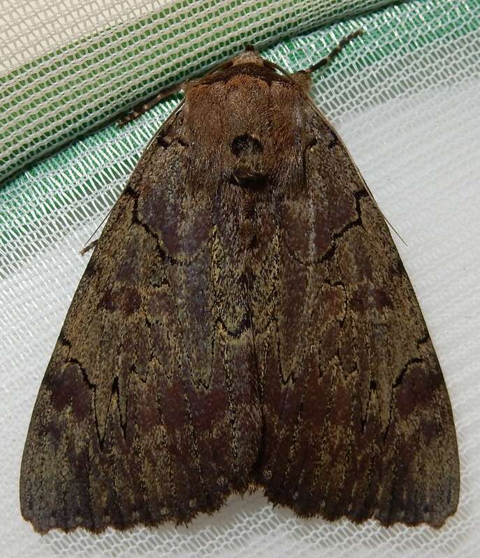 Darling Underwing (Catocala cara)