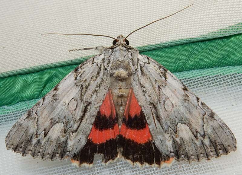 Scarlet Underwing (Catocala coccinata)