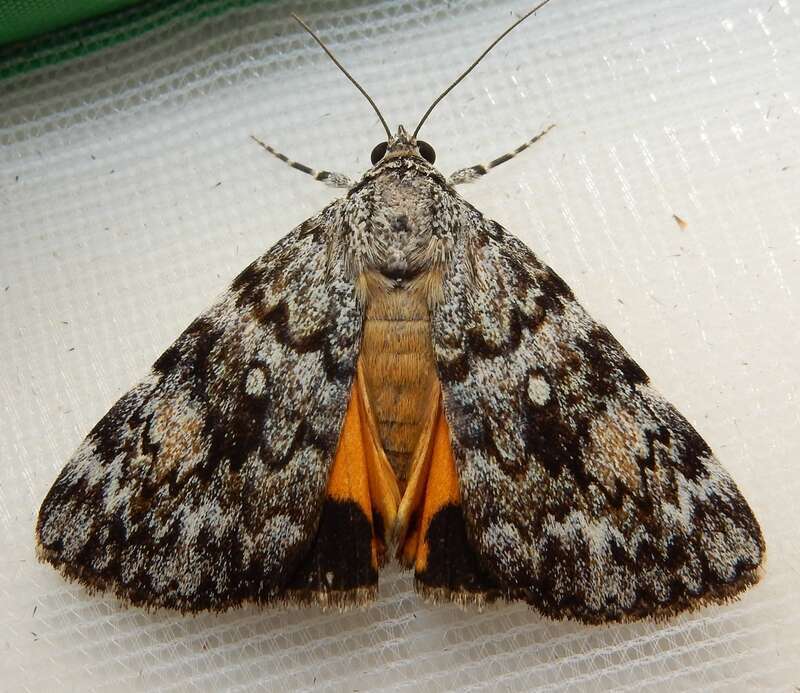 Little Lined Underwing (Catocala lineella)