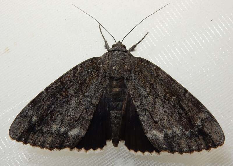 Residua Underwing (Catocala residua)