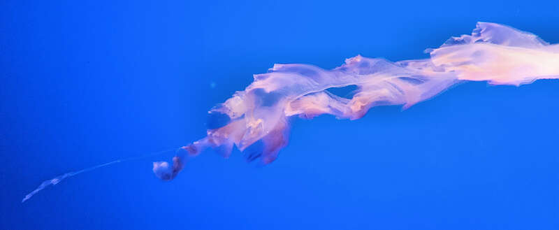 Tentacles of a purple-striped jelly (Chrysaora colorata) at the Monterey Bay Aquarium, Monterey, California, USA.