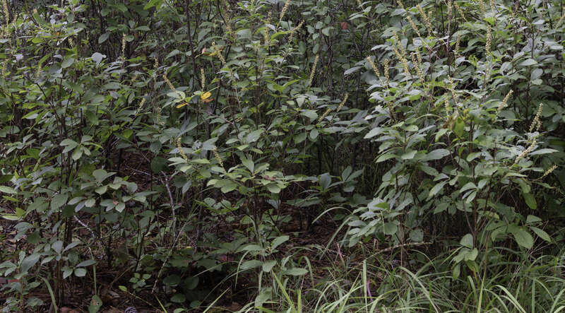 Clethra alnifolia (Coastal Sweet Pepperbush) at the Virginia Native Plants section at Norfolk Botanical Garden, Norfolk, Virginia.