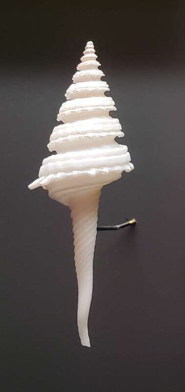 Julia's Pagoda Shell (Coluzea juliae), Smithsonian