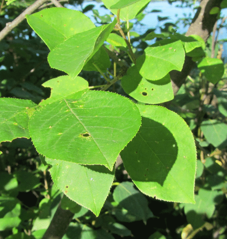 Common-Chokecherry-b