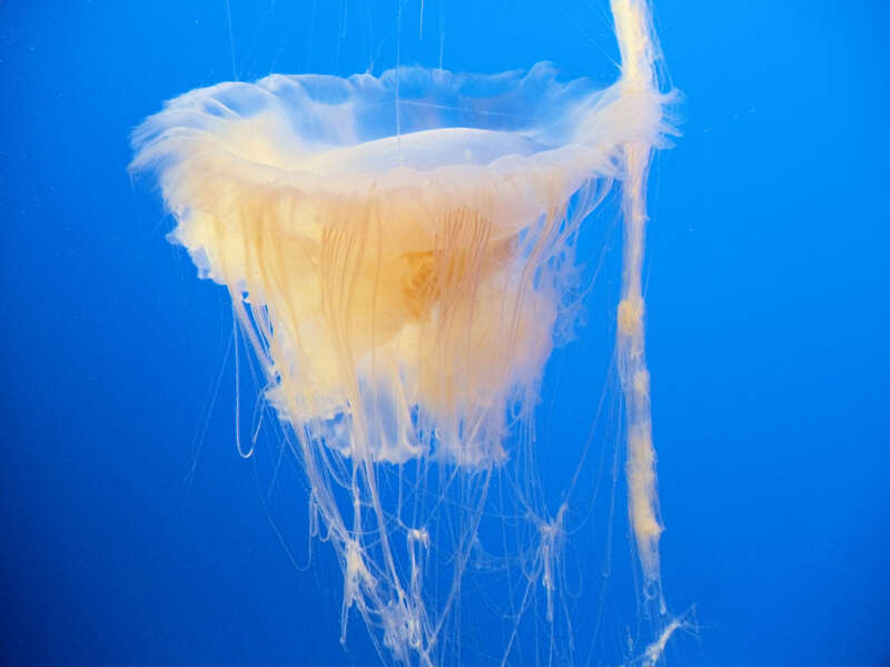 Exhibits at the Monterey Bay Aquarium 
The stunning one-million-gallon Outer Bay exhibit is home to the largest community of open-ocean animals to be found in any aquarium. Giant bluefin tuna power their way through the water. Hammerhead sharks