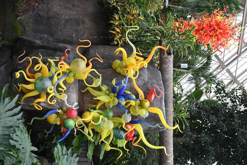 Niijima Floats and Anemones with the Sunset Chandelier in the background in the Pacific Island water garden -- Two of nineteen pieces of glass artwork made by Dale Chihuly on display inside the Franklin Park Conservatory, Columbus, Ohio.  Taken March