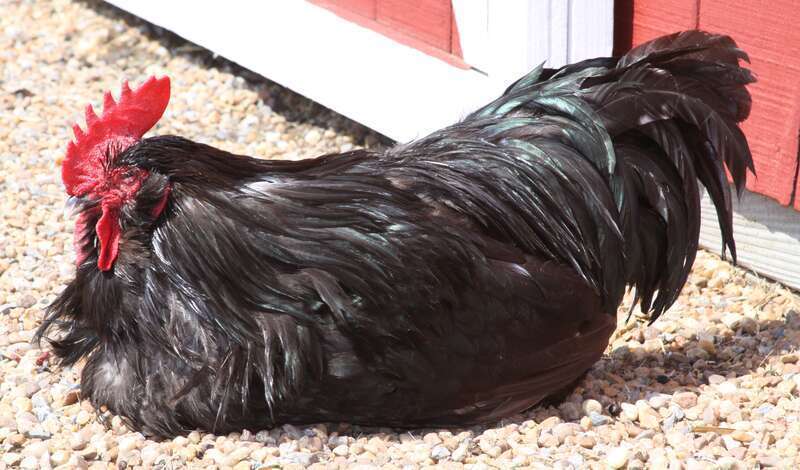 Peninsula SPCA Zoo

Newport News VA.