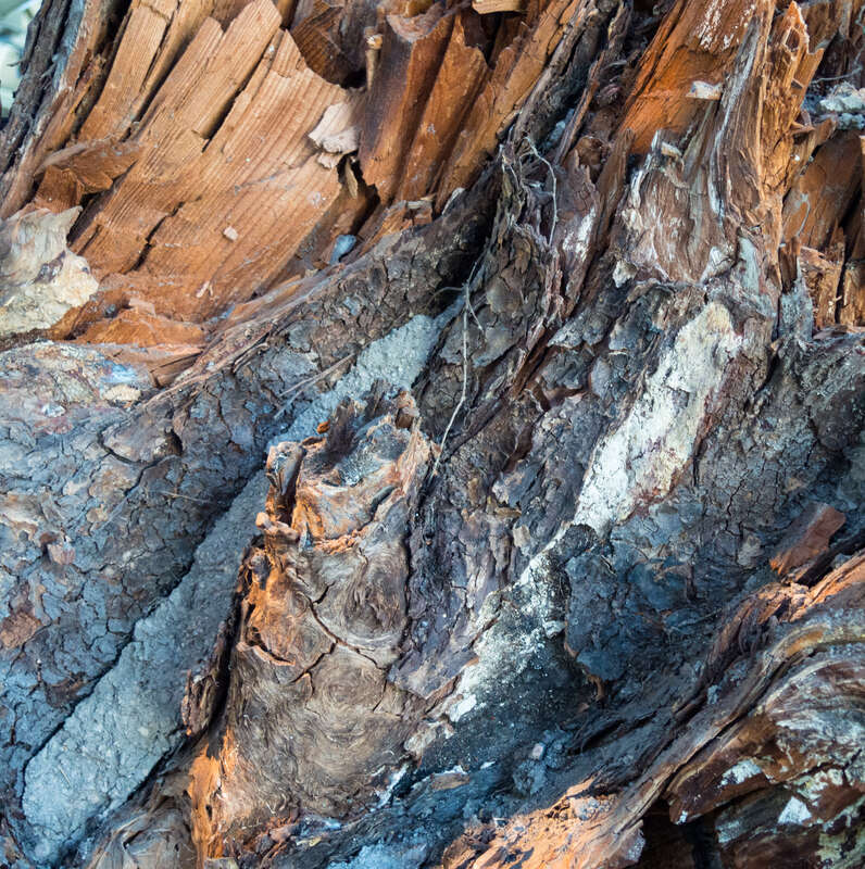 Close-up of the underside of a centuries-old Douglas fir (Pseudotsuga menziesii) stump at the Exploratorium.