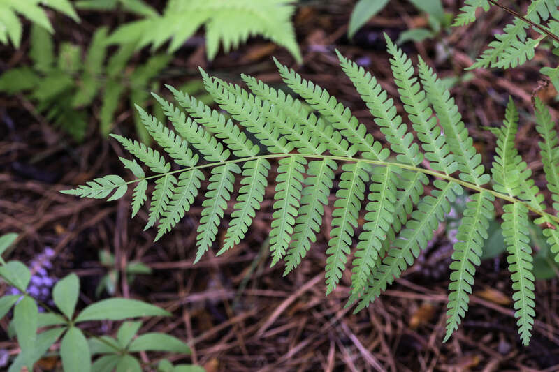 Dryopteris celsa (Log Fern) in the Virginia Native Plants section at Norfolk Botanical Garden.