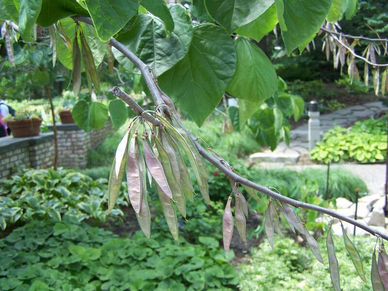 Eastern Redbud leaves and fruit at Minnesota Landscape Arboretum