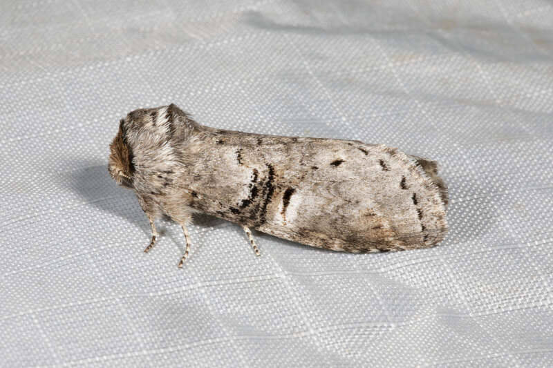Linden Prominent (Ellida caniplaga)