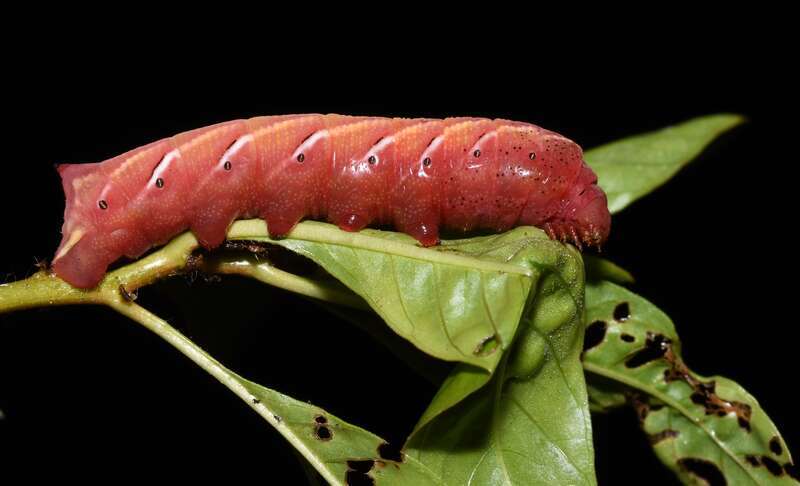 Banded Sphinx (Eumorpha fasciatus)