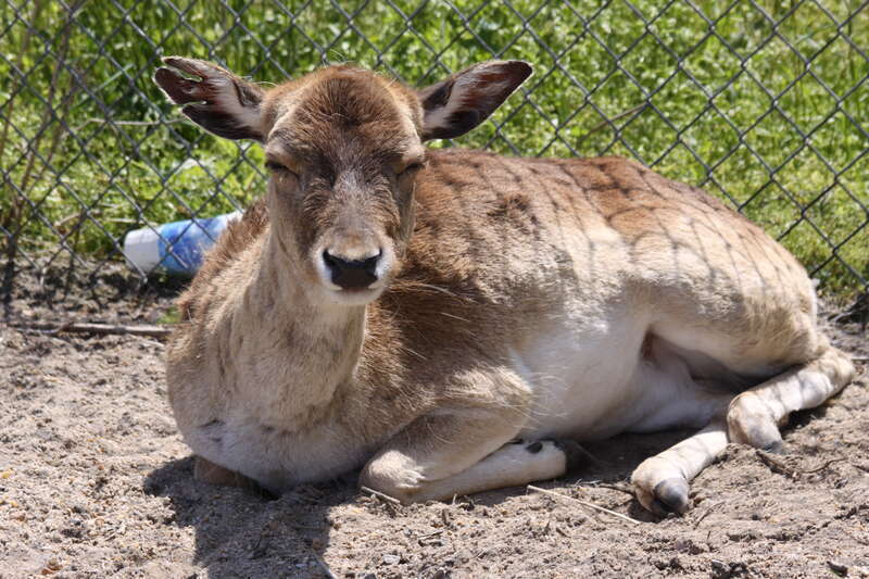 Peninsula SPCA Zoo

Newport News VA.