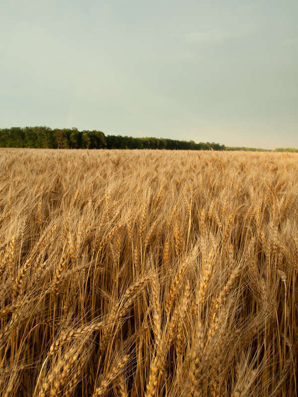 Farm field at Blackwater National Wildlife Refuge.
Credit: USFWS