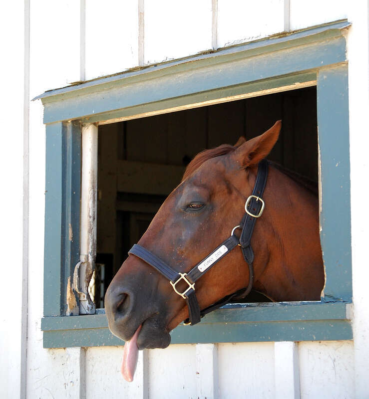 Funny Cide