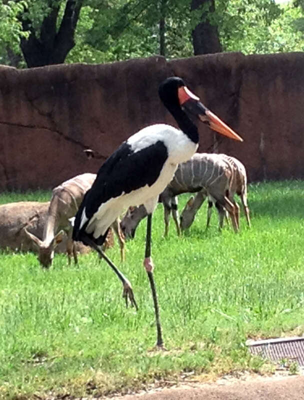 Our Fine Feathered Friends
A large Sub-Saharan stork.