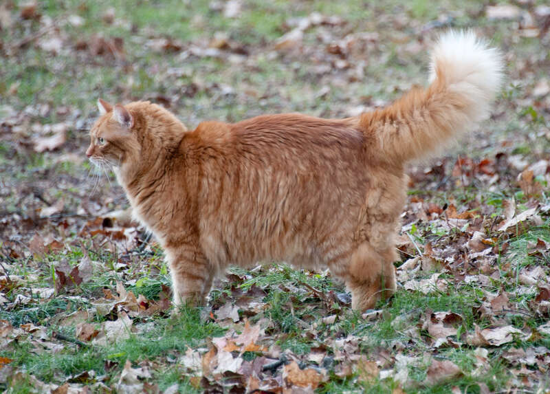 We let Gillie run for a while. The snow is mostly gone now and temperatures are in the 50-60 F range, 25-35 F in the morning. Gillie has fun searching for small critters to chase. It took half an hour to get him back into the house. Finally caught