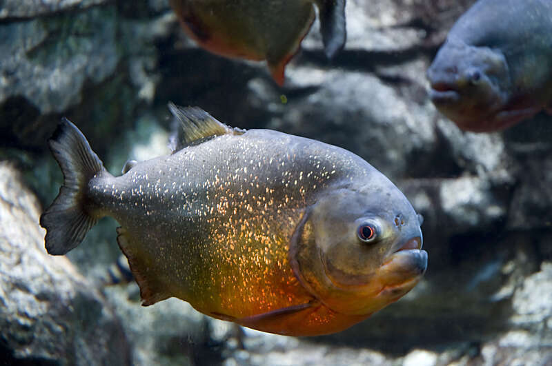 Although they have a reputation of being very aggressive, they are very sociable fish living in schools in the wild. Adult red-bellied piranhas tend to feed on worms, insects and other fish mostly at night and dawn, while juvenile feed during the