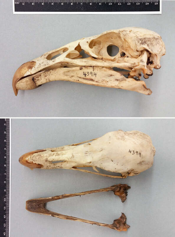 Skull of the California condor (YPM ORN 103017): Gymnogyps californianus
Courtesy of the Peabody Museum of Natural History,

Division of Vertebrate Zoology, Yale University; peabody.yale.edu.
