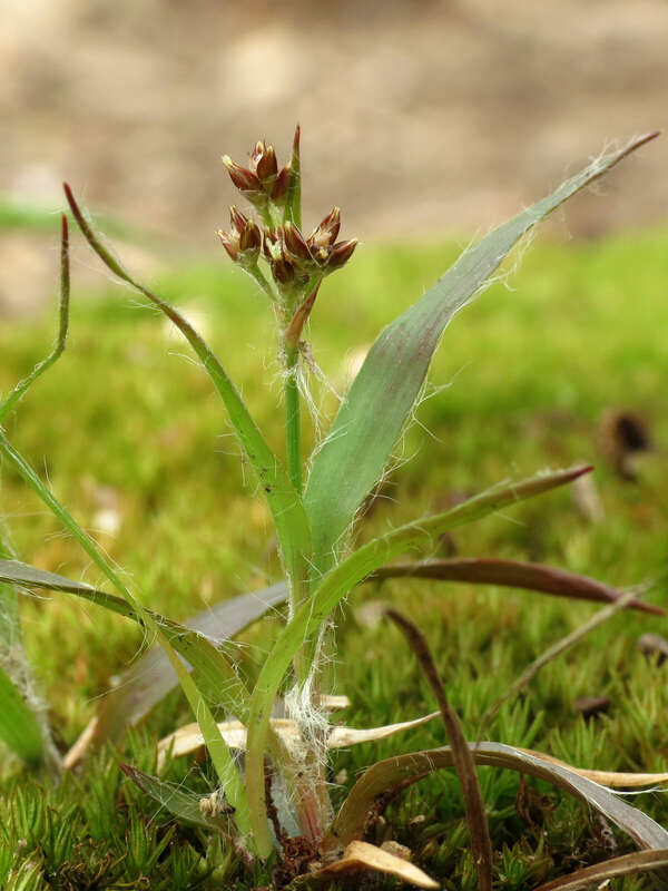 Luzula echinata.  Rock Creek Park, Washington, D. C. 19 April 2014.