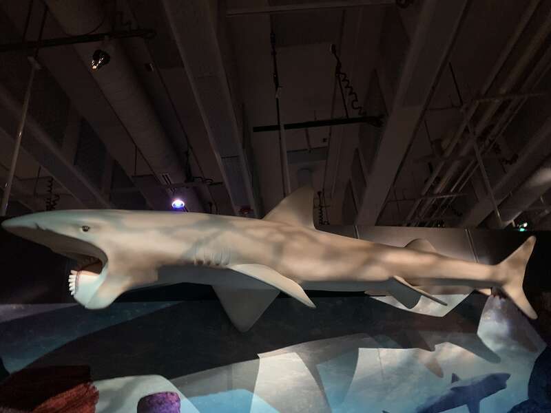Helicoprion reconstruction at the &quot;Permian Monsters&quot; special exhibit at the North Carolina Museum of Natural Sciences