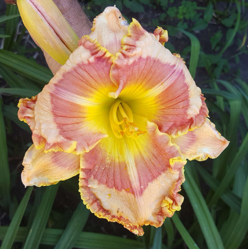 Hemerocallis 'Bloom Where You're Planted' flowering in the Allen Centennial Gardens at the University of Wisconsin-Madison