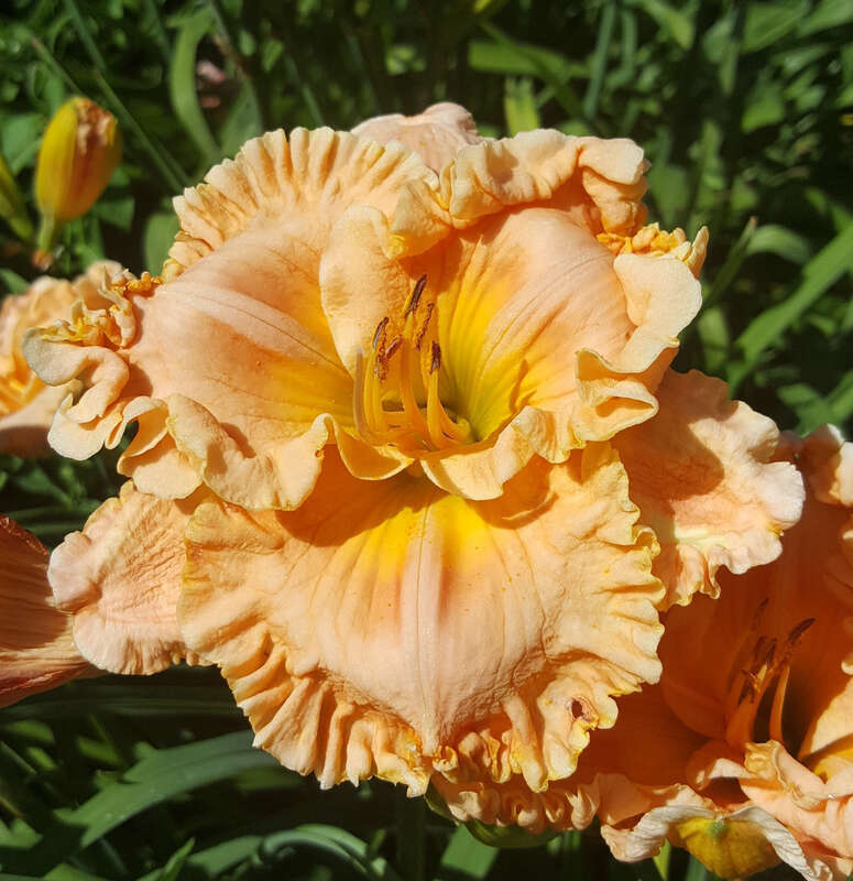 Hemerocallis 'Tropical Hot Flash' flowering in the Allen Centennial Gardens at the University of Wisconsin-Madison