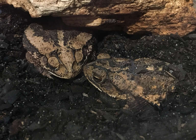 Incilius nebulifer the Gulf Coast Toad at the Audubon Butteryfly Garden and Insectarium in New Orleans, Louisiana