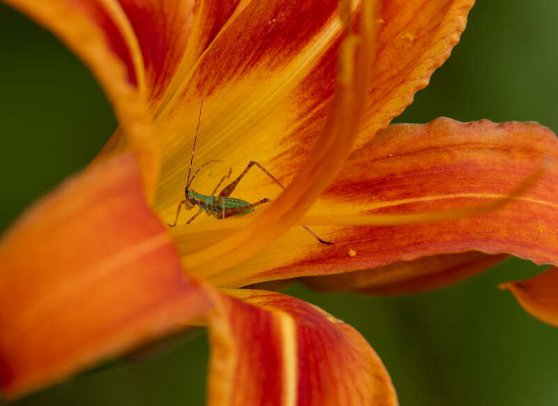 Insect inside orange day-lily (Hemerocallis fulva) at Spohr Gardens, Falmouth, Massachusetts, US (PPL1-Corrected)