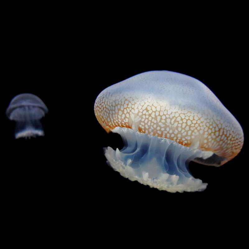 Jellyfish from Corpus Christi Bay. This Texas coastal area has seen an influx of jellyfish over the years.