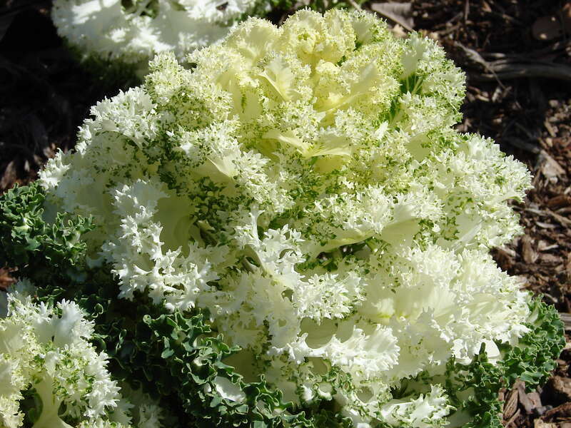 Ornamental kale (Brassica oleracea) at the Dallas Arboretum and Botanical Garden.