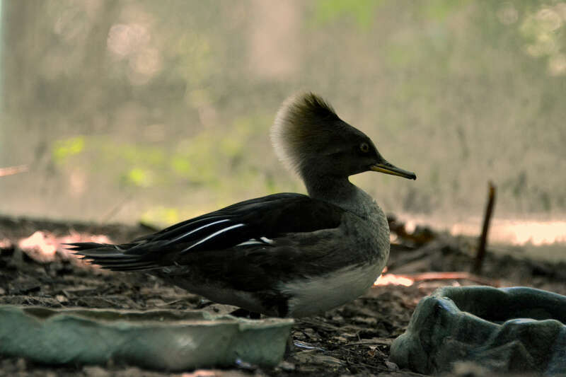 Hooded Merganser Lophodytes cucullatus