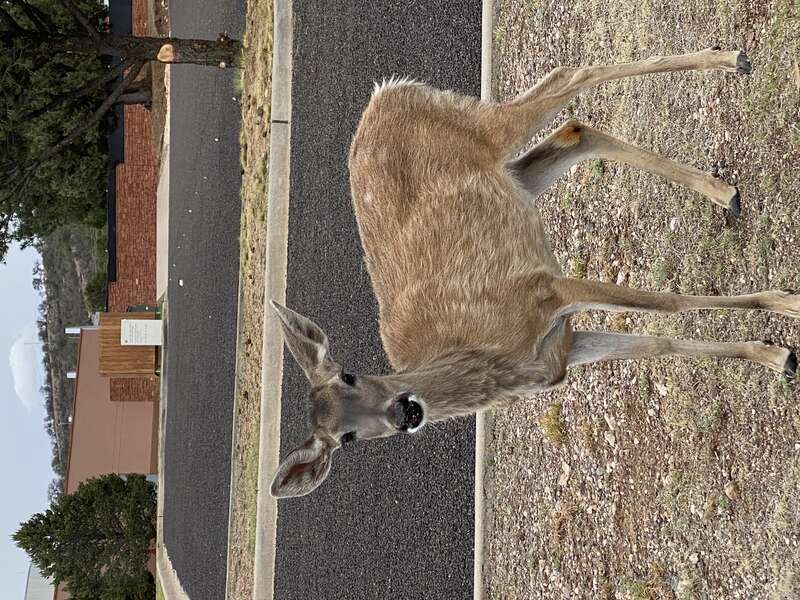 Local deer at McDonald’s Observatory
