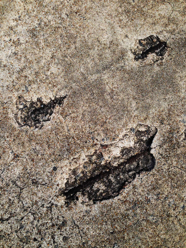 Copyrights by Walter Willimann aka Mimizane
Chattanooga TN Charleston SC