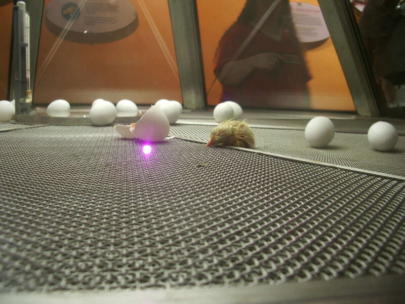 One of the best-known and most endearing sights at the Museum of Science and Industry is this incubator, where chicken eggs hatch. In the midst of all the other grand exhibits at the museum, this is the exhibit that lets the visitors re-connect with