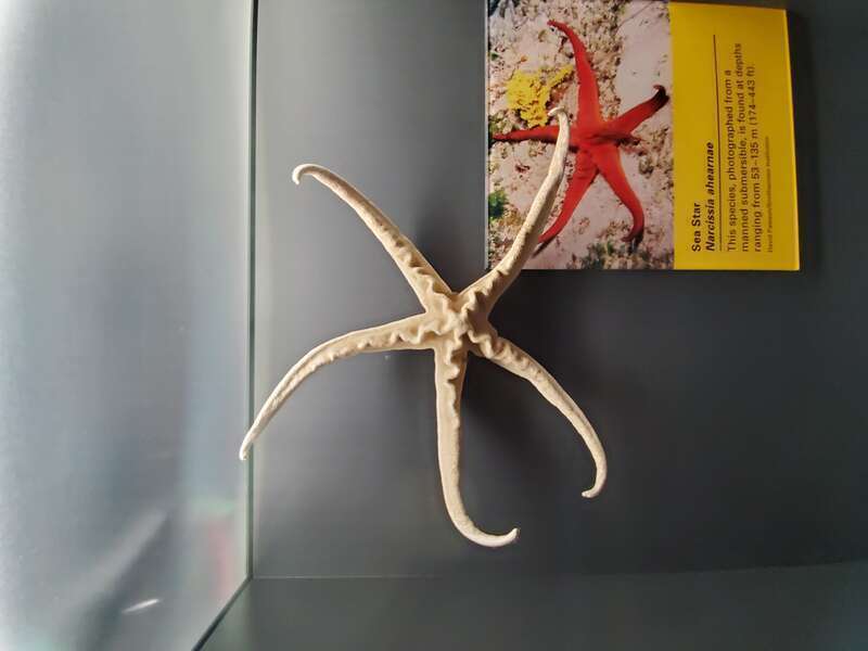 Narcissia ahearnae sea star, Smithsonian
