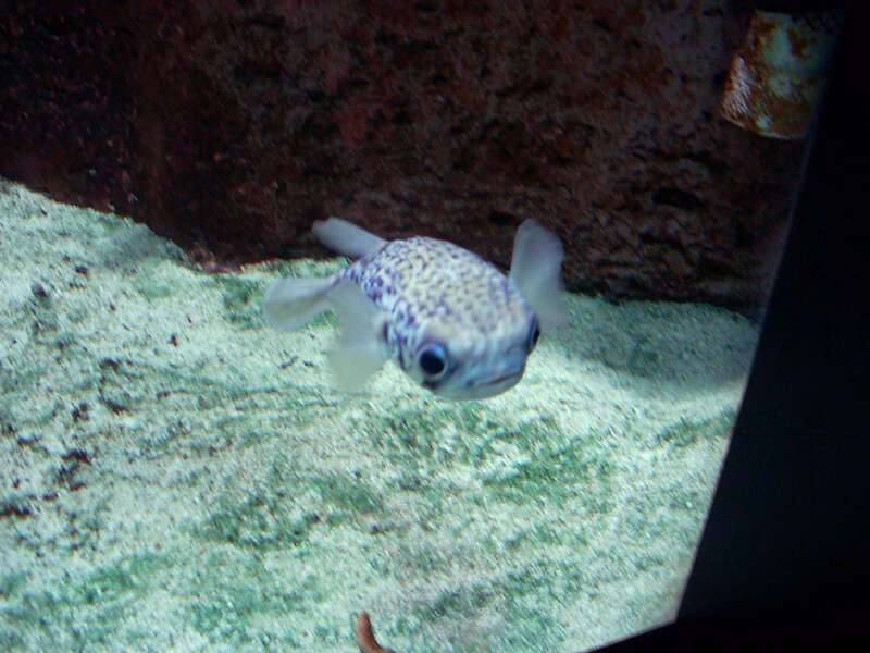 Oh hello there puffy