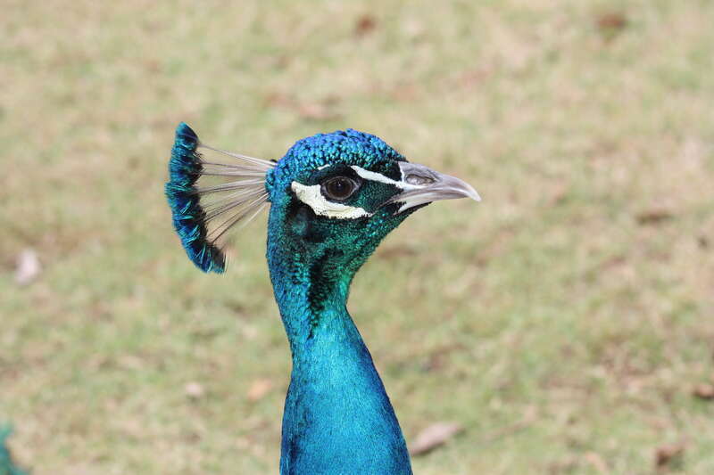 Oklahoma City Zoo 5/26/2014